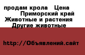 продам крола › Цена ­ 1 000 - Приморский край Животные и растения » Другие животные   